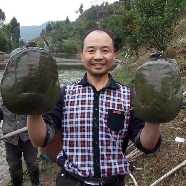 回农村养鳖年收入百万（未来养殖业什么最赚钱农村）-悠闲副业网